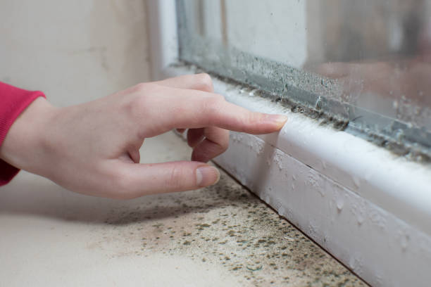 Best Commercial Mold Inspection  in Slinger, WI